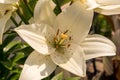 White bloom in morning sun lght i Royalty Free Stock Photo