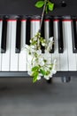 White bloom on piano keys. Beauty of music and nature. Beautiful background. Music concept