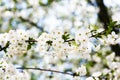 White bloom of sweet cherry