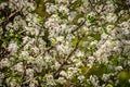 White bloom on trees during spring time