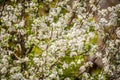 White bloom on trees during spring time