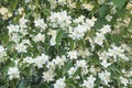 White blooming phyladelphus or mockorange bush Royalty Free Stock Photo