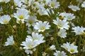 White blooming annual gypsophila outdoors