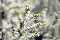 White blooming apple spring tree