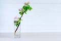 White blooming Apple tree branch in glass on light wooden background. Royalty Free Stock Photo