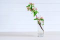 White blooming Apple tree branch in glass on light wooden background. Royalty Free Stock Photo