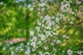 White blooming Apple tree-filmed with soft focus Royalty Free Stock Photo