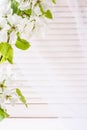 White Apple tree branch on light background of closed blinds and transparent curtains with copy space.