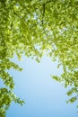 White blooming apple trees in spring sunny day against the sky. The freshness of spring. For postcard. Copy space for text, close Royalty Free Stock Photo