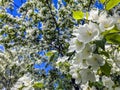 White blooming apple trees in spring sunny day against the sky. The freshness of spring. For postcard. Copy space for text, close Royalty Free Stock Photo