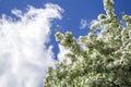 White blooming apple trees in spring sunny day against the sky. The freshness of spring. For postcard. Copy space for text, close Royalty Free Stock Photo