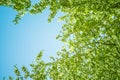 White blooming apple trees in spring sunny day against the sky. The freshness of spring. For postcard. Copy space for text Royalty Free Stock Photo