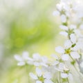 White blooming blossoms in spring