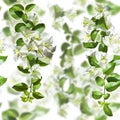 White blooming Bougainvillea flowers on white background