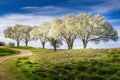 White blooming Bradford pear trees in Texas, spring has sprung Royalty Free Stock Photo