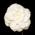 White blooming Camellia Theaceae flower