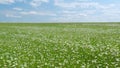 White blooming chamomile flowers summer field meadow. Beautiful flower sways in the wind on a sunny day. Against blue Royalty Free Stock Photo