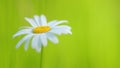 White blooming chamomile flowers summer field meadow. Beautiful flower sways in the wind on a sunny day. Close up. Royalty Free Stock Photo