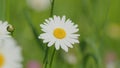 White blooming chamomile flowers summer field meadow. Beautiful flower sways in the wind on a sunny day. Close up. Royalty Free Stock Photo