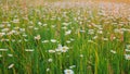 White blooming chamomile flowers summer field meadow. Beautiful flower sways in the wind on a sunny evening. Wide shot. Royalty Free Stock Photo