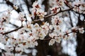 White blooming cherry blossoms. Spring concept. Selective focus cherry flowers against background of blurry flowering branches Royalty Free Stock Photo