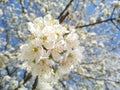 White blooming cherry blossoms. Spring concept. Spring in the city. Selective focus cherry flowers against background of blurry Royalty Free Stock Photo