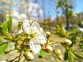 White blooming cherry blossoms. Spring concept. Spring in the city. Selective focus cherry flowers against background of blurry Royalty Free Stock Photo