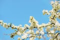 White blooming cherry flowers. Spring flowering. Tree branches against the blue sky. Clear cloudless spring sky. Royalty Free Stock Photo