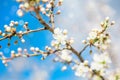 White blooming cherry flowers. Spring flowering. Tree branches against the blue sky. Clear cloudless spring sky. Royalty Free Stock Photo