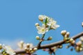 White blooming cherry flowers. Spring flowering. Tree branches against the blue sky. Clear cloudless spring sky. Royalty Free Stock Photo