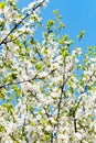 White blooming cherry tree crown and blue sky Royalty Free Stock Photo
