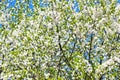 White blooming cherry tree crown Royalty Free Stock Photo