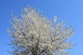 white blooming cherry tree in front of blue sky, Eifel 2021 Royalty Free Stock Photo