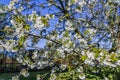 White blooming Cherry tree Royalty Free Stock Photo