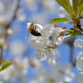 White blooming cherry tree with pollinating bee Royalty Free Stock Photo