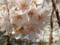 White blooming cherry tree in the spring Royalty Free Stock Photo