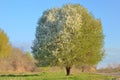 White blooming cherry tree