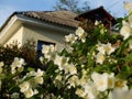 White blooming chubushnik. House with a beautiful garden. Royalty Free Stock Photo