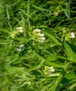 White blooming common comfrey plant form close Royalty Free Stock Photo