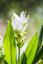 White blooming Curcuma Royalty Free Stock Photo