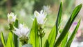 White blooming Curcuma Royalty Free Stock Photo