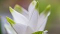 White blooming Curcuma Royalty Free Stock Photo