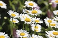 White blooming daisies. Summer landscape. Medicinal plant. Selective focus