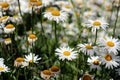 White blooming Daisy Royalty Free Stock Photo