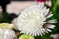 White, blooming daisy flowers in a meadow in spring Royalty Free Stock Photo