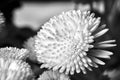 White, blooming daisy flowers in a meadow in spring Royalty Free Stock Photo