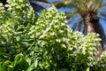 White blooming Echium