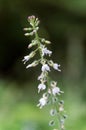 White blooming enchanter`s nightshade circaea lutetiana