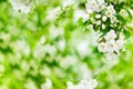 White blooming flowers on apple tree branch soft focus, green leaves blurred bokeh background, beautiful spring cherry blossom Royalty Free Stock Photo