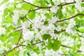 White blooming flowers on apple tree branches close up, fresh green leaves blurred background, beautiful spring cherry blossom Royalty Free Stock Photo